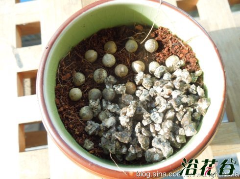 香樟树盆栽轻松做（图）
