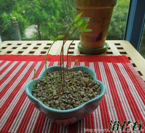 香樟树盆栽轻松做（图）