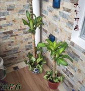 新房里放什么植物好(换个角度来看)