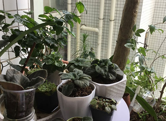 吸烟的植物