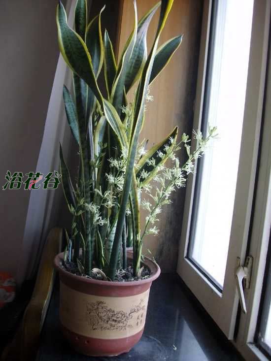 虎皮兰