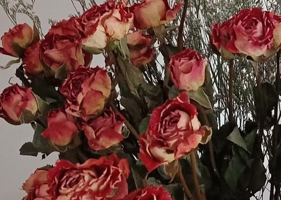 永生花和干花区别