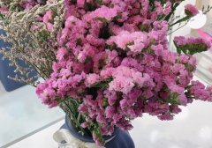 香味干花会不会招虫子,不会