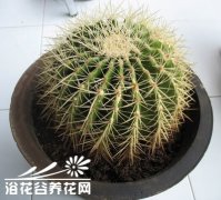 冬季卧室盆栽推荐