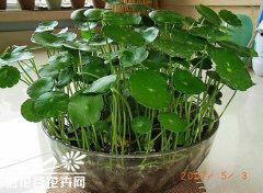 室内养花有什么好处