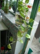 绿萝花的功效与作用
