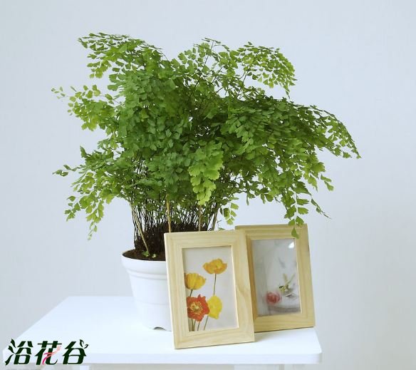 铁线蕨的作用
