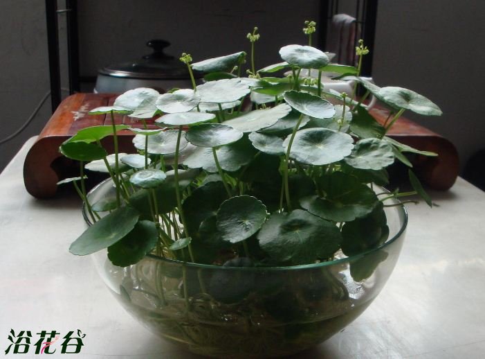 铜钱草有毒吗