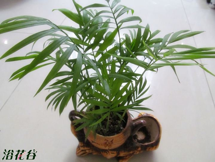 袖珍椰子的作用