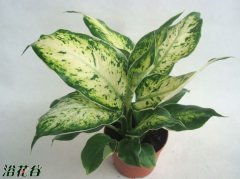 花叶万年青有毒吗