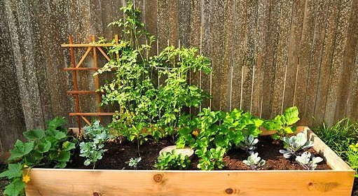 花园变身菜园设计