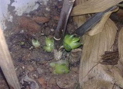 百合根下面冒出的小芽是什么