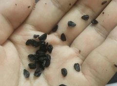 风雨兰种子长啥样,有必要播种吗