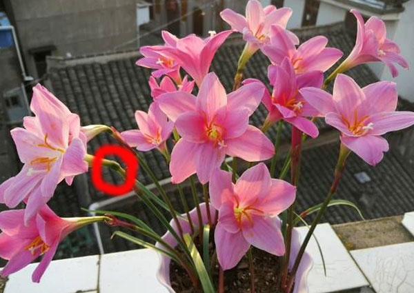 风雨兰开花