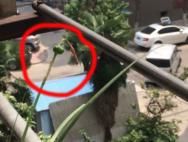 风雨兰种荚