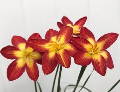 风雨兰有多少种颜色(近200个)