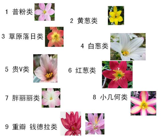 风雨兰