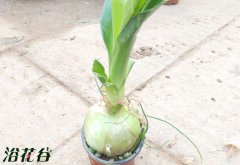 虎眼万年青用什么土栽培