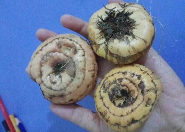 唐菖蒲不起球可以吗,不需要每年要起球