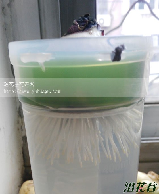 <a href='https://www.861230.com/guanhuazhiwu/7.html' target='_blank'><u>风信子</u></a>长根多久才发芽