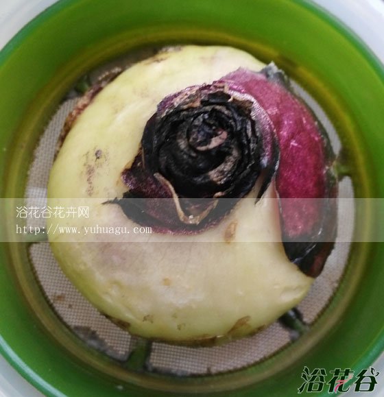 <a href='https://www.861230.com/guanhuazhiwu/7.html' target='_blank'><u>风信子</u></a>长根多久才发芽