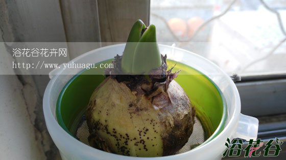 <a href='https://www.861230.com/guanhuazhiwu/7.html' target='_blank'><u>风信子</u></a>长根多久才发芽