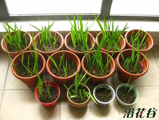 <a href='https://www.861230.com/guanhuazhiwu/6681.html' target='_blank'><u>香雪</u></a>兰种球种植多深