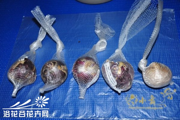 <a href='https://www.861230.com/guanhuazhiwu/7.html' target='_blank'><u>风信子</u></a>的养殖方法和注意事项