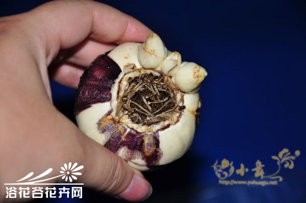 <a href='https://www.861230.com/guanhuazhiwu/7.html' target='_blank'><u>风信子</u></a>的养殖方法