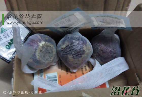 <a href='https://www.861230.com/guanhuazhiwu/7.html' target='_blank'><u>风信子</u></a>过敏吗_<a href='https://www.861230.com/guanhuazhiwu/7.html' target='_blank'><u>风信子</u></a>过敏怎么办