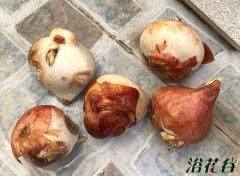 郁金香怎么种植（简单实惠版）