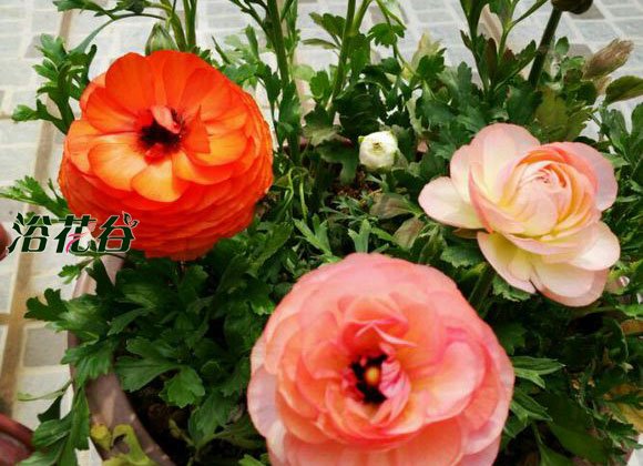 <a href='https://www.861230.com/guanhuazhiwu/6849.html' target='_blank'><u>花毛茛</u></a>