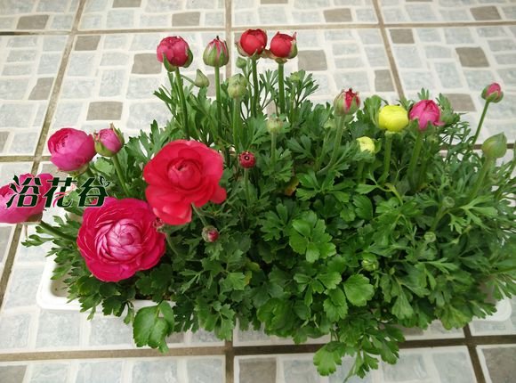 <a href='https://www.861230.com/guanhuazhiwu/6849.html' target='_blank'><u>花毛茛</u></a>