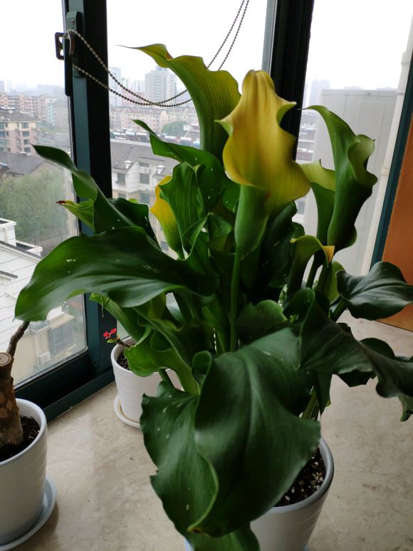 彩色<a href='https://www.861230.com/guanhuazhiwu/48.html' target='_blank'><u>马蹄莲</u></a>