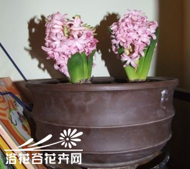 <a href='https://www.861230.com/guanhuazhiwu/7.html' target='_blank'><u>风信子</u></a>夹箭的问题
