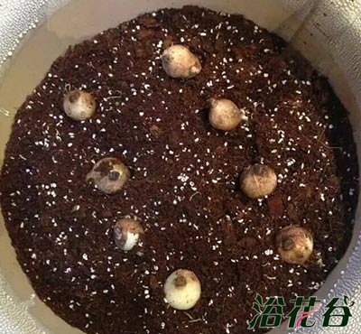 球根花卉组盆（分层种植）