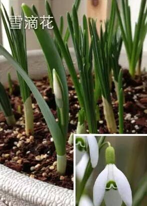 球根花卉组盆（分层种植）
