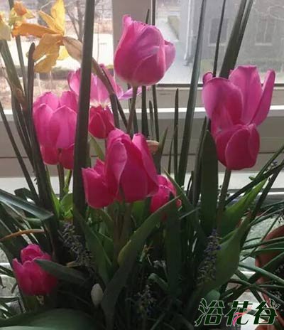 球根花卉组盆（分层种植）