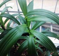 百合不开花的原因分析