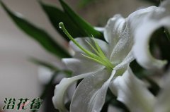 百合花蕊揪掉的原因及方法