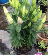 盆栽百合花后的管理方法