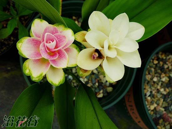 盆栽姜<a href='https://www.861230.com/guanhuazhiwu/1062.html' target='_blank'><u>荷花</u></a>怎么养