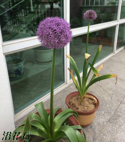 大花葱可以种植在南方吗？