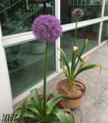大花葱可以种植在南方吗？