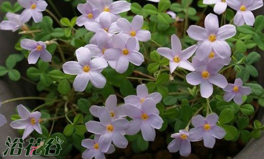 构巢酢(Oxalis nidulans)的种植资料（附图）