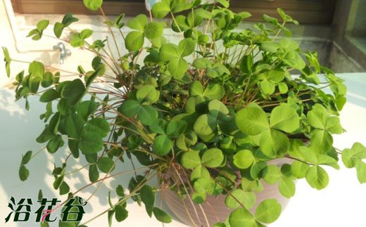 构巢酢(Oxalis nidulans)的种植资料（附图）