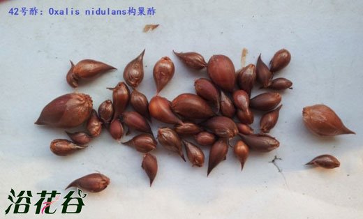 构巢酢(Oxalis nidulans)的种植资料（附图）