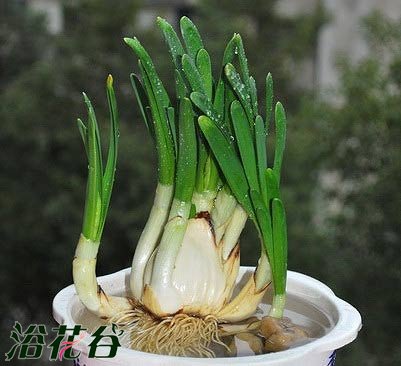 <a href='https://www.861230.com/guanhuazhiwu/6557.html' target='_blank'><u>水仙</u></a>花怎么养