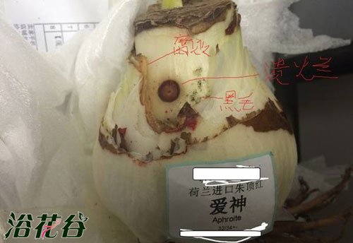 朱顶红烂了怎么办