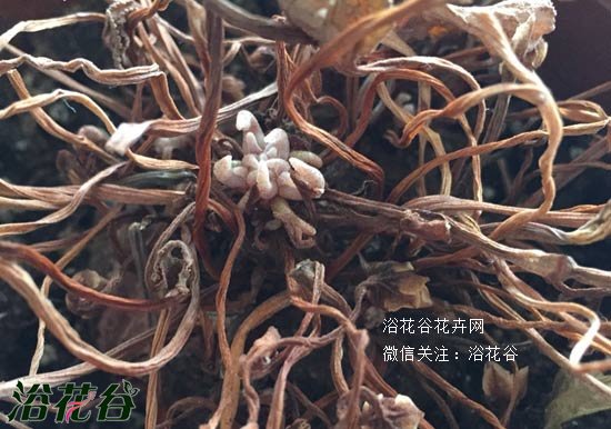 <a href='https://www.861230.com/guanhuazhiwu/6619.html' target='_blank'><u>仙客来</u></a>休眠期图片（全过程）